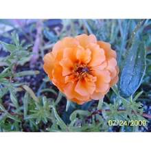 Recommend 100 Orange PORTULACA MOSS ROSE Portulaca Grandiflora Succulent Flower Seeds Comb S/H - Variant1 - View 3