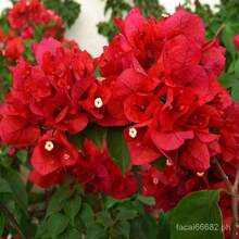 [Fast Germination] Mixed Bougainvillea Bonsai Seeds Climbing Vine Plants Seed Gardening Flower Seeds