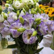 Flower Seeds Lisianthus Seeds Feed Indoor And Outdoor Flower Seedlings Potted Ornamental Flowers Sown In All Seasons