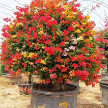 [Fast Germination] Mixed Bougainvillea Bonsai Seeds Climbing Vine Plants Seed Gardening Flower Seeds
