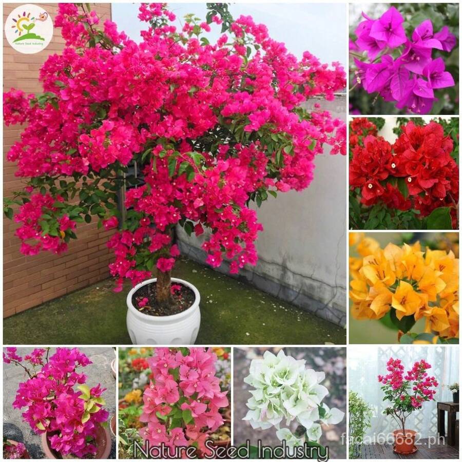[Fast Germination] Mixed Bougainvillea Bonsai Seeds Climbing Vine Plants Seed Gardening Flower Seeds