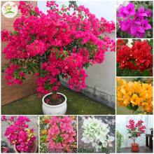 [Fast Germination] Mixed Bougainvillea Bonsai Seeds Climbing Vine Plants Seed Gardening Flower Seeds