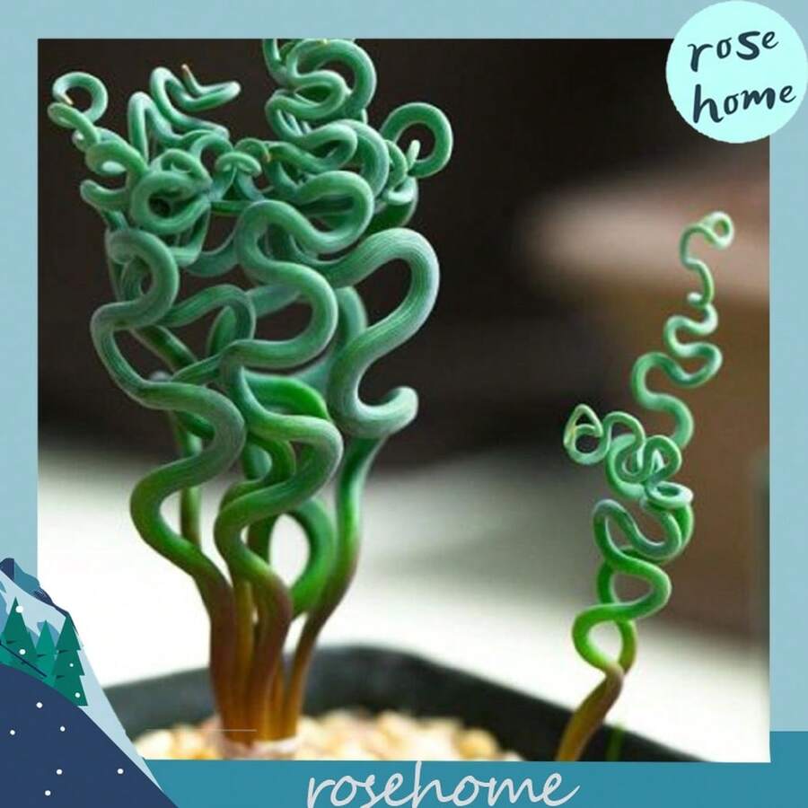 100pcs Spring Grass Seeds Albuca Namaquensis Seeds Bonsai Succulent Plants Seeds - 100Pcs - View 1