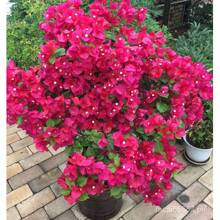 [Fast Germination] Mixed Bougainvillea Bonsai Seeds Climbing Vine Plants Seed Gardening Flower Seeds