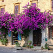 [Fast Germination] Mixed Bougainvillea Bonsai Seeds Climbing Vine Plants Seed Gardening Flower Seeds