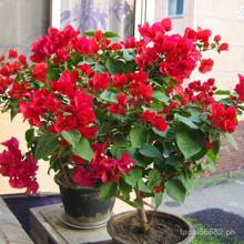 [Fast Germination] Mixed Bougainvillea Bonsai Seeds Climbing Vine Plants Seed Gardening Flower Seeds