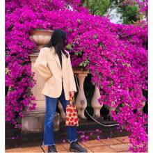 [Fast Germination] Mixed Bougainvillea Bonsai Seeds Climbing Vine Plants Seed Gardening Flower Seeds