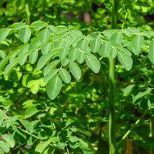 Outdoor Seeds Moringa Seeds (Drumstick Tree) - Fast-Growing, Drought-Tolerant Tree For Nutrient-Rich Leaves And Pods(25pcs) - 25 - 查看 2