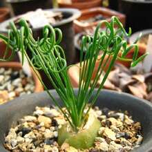 100pcs Spring Grass Seeds Albuca Namaquensis Seeds Bonsai Succulent Plants Seeds - 100Pcs - View 2