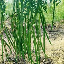 Outdoor Seeds Moringa Seeds (Drumstick Tree) - Fast-Growing, Drought-Tolerant Tree For Nutrient-Rich Leaves And Pods(25pcs) - 25 - 查看 3
