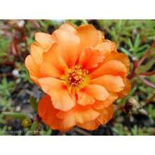 Recommend 100 Orange PORTULACA MOSS ROSE Portulaca Grandiflora Succulent Flower Seeds Comb S/H - Variant1 - View 7