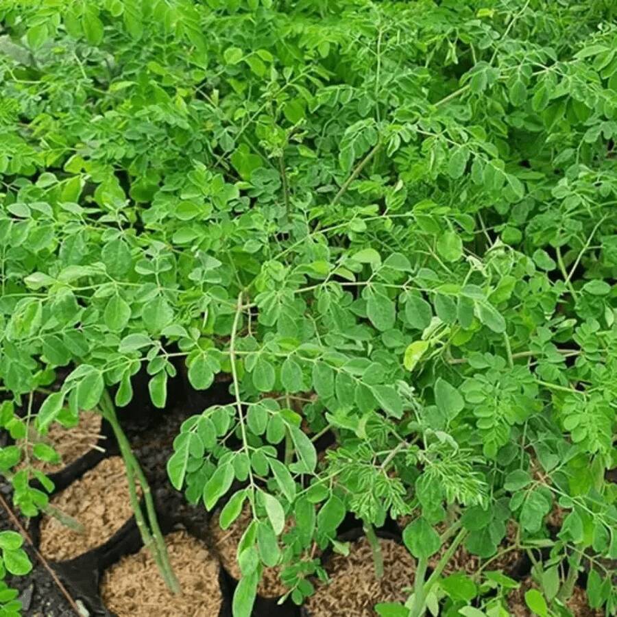 Outdoor Seeds Moringa Seeds (Drumstick Tree) - Fast-Growing, Drought-Tolerant Tree For Nutrient-Rich Leaves And Pods(25pcs) - 25 - 查看 1