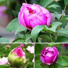 50-250克干薰衣草花蕾，用于DIY项目、婚礼抛花、蜡烛制作