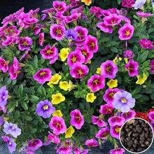 1000 semillas de flor de calibrachoa para plantar - Color mixto - Ver 1