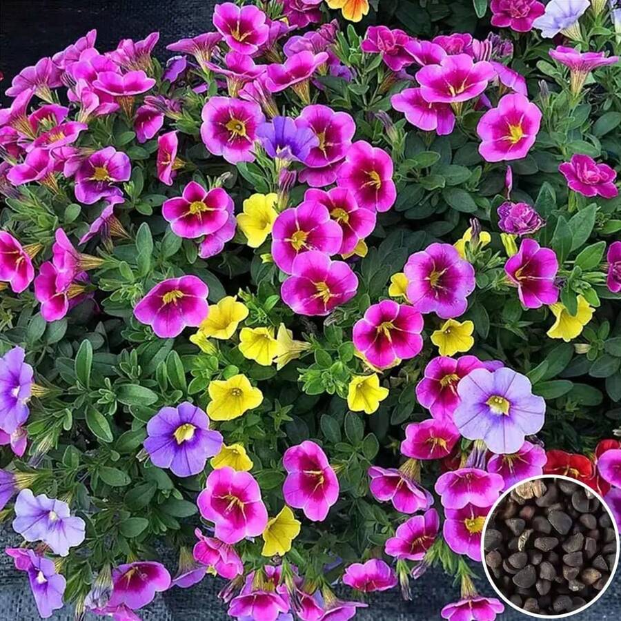 1000 semillas de flor de calibrachoa para plantar - Color mixto - Ver 1