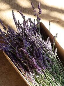 50-200枝天然干薰衣草花束，适合家居装饰