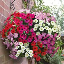 1000 semillas de flor de calibrachoa para plantar - Color mixto - Ver 4