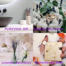 50-200枝天然干薰衣草花束，适合家居装饰