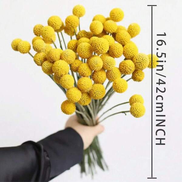 10 piezas/20 piezas de flores naturales secas Craspedia Billy Balls, flores de Botones Billy, ramo floral para arreglos florales, decoración de boda y hogar, para jarrones altos, color amarillo