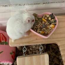 1pc Hamster/Guinea Pig Food Bowl With Cute Heart-Shaped And Star-Shaped Design In Pink Color