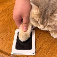 1-Piece Pet Paw Print Commemorative Kit, Ink Suitable For Cats And Dogs, DIY Memory Art, Durable Wooden Material, Captures Your Pet's Paws To Leave Lasting Memories And Nostalgia.
