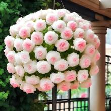 100 Pieces Of Rosebud Seeds Different Colors Rose Bonsai Seeds And Rosebud Seeds Flower Home Garden