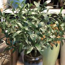 1/3/40PCS Olive Branch Artificial Plant Green Leaf Stem Olive Leaf Fake Silk Plant Artificial Green Leaf Wedding Bouquet Arch Decoration Table Flower Arrangement Center Decoration Vase Filling For Family Party Decoration, Valentine's Day, Gifts - Green - View 10