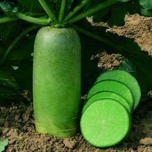 High Germination Rate Candy Radish Seeds Eat Raw Crisp Sweet Farm Vegetable Seeds Four Seasons Planting Poplar Pot Green Radish Seeds