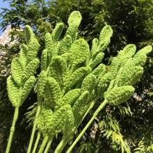 2pcs/6pcs/10pcs Handmade Artificial Woven Eucalyptus Leaves, Creative Crochet Woven Eucalyptus Leaves, Handwoven Leaves, Floral Bouquet Decor Leaves, Woven Leaves