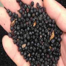 Perennial Flower Seeds Of Plants 100 Pcs Rare C.Ala.Dium. H.O.Sta Flower Seeds Bonsai Seed Indoor Grow Plant Planting Garden
