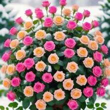 100 Pieces Of Rosebud Seeds Different Colors Rose Bonsai Seeds And Rosebud Seeds Flower Home Garden