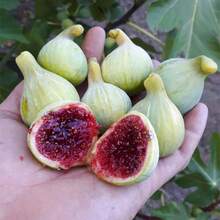 200 Celsius Goldene Dwarf Fig Seeds For Planting Ficus Carica Fruit Tree - 200 - View 1