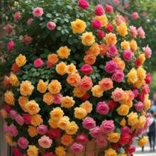 100 Pieces Of Rosebud Seeds Different Colors Rose Bonsai Seeds And Rosebud Seeds Flower Home Garden