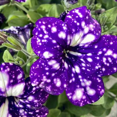 3000+ Rare Night Sky Petunia Seeds - Dwarf Wave Petunia Flower Seeds For Planting Home Garden Non-GMO Heirloom Seeds