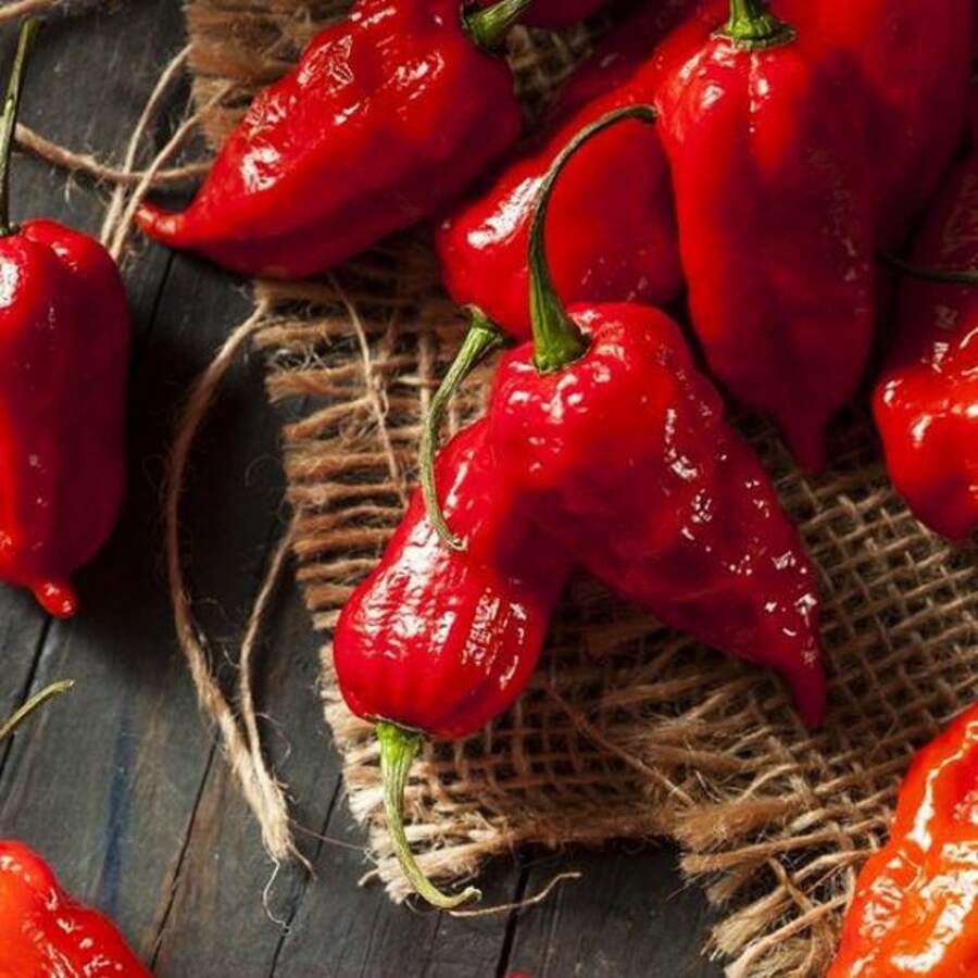 240pcs NC Heirloom Ghost Pepper Seeds - Butjelokia Seeds - Non-GMO - Harvesting - Vegetable Gardening, Growing Your Own Food Suitable For Gifts