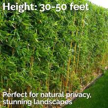 Excellent Variety 200 Bamboo Shoot Seeds Fast Growing Bamboo Seeds, Cold Hardy, Organic Bamboo Privacy Plant For Large Outdoor Landscaping, Perfect Clumping Bamboo Seeds For Year-Round Beauty & Privacy Screen - 變體1 - 查看 2