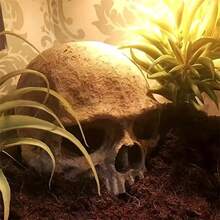 Resin Skull Aquarium Decor - Fish Tank Decorations, Suitable For Small Fish And Reptiles, Interesting Aquarium Landscape Cave Series, Aquarium Decor | Aquarium Enhancement | Interesting Aquarium Supplies, Aquarium Accessories - Multicolor - View 5