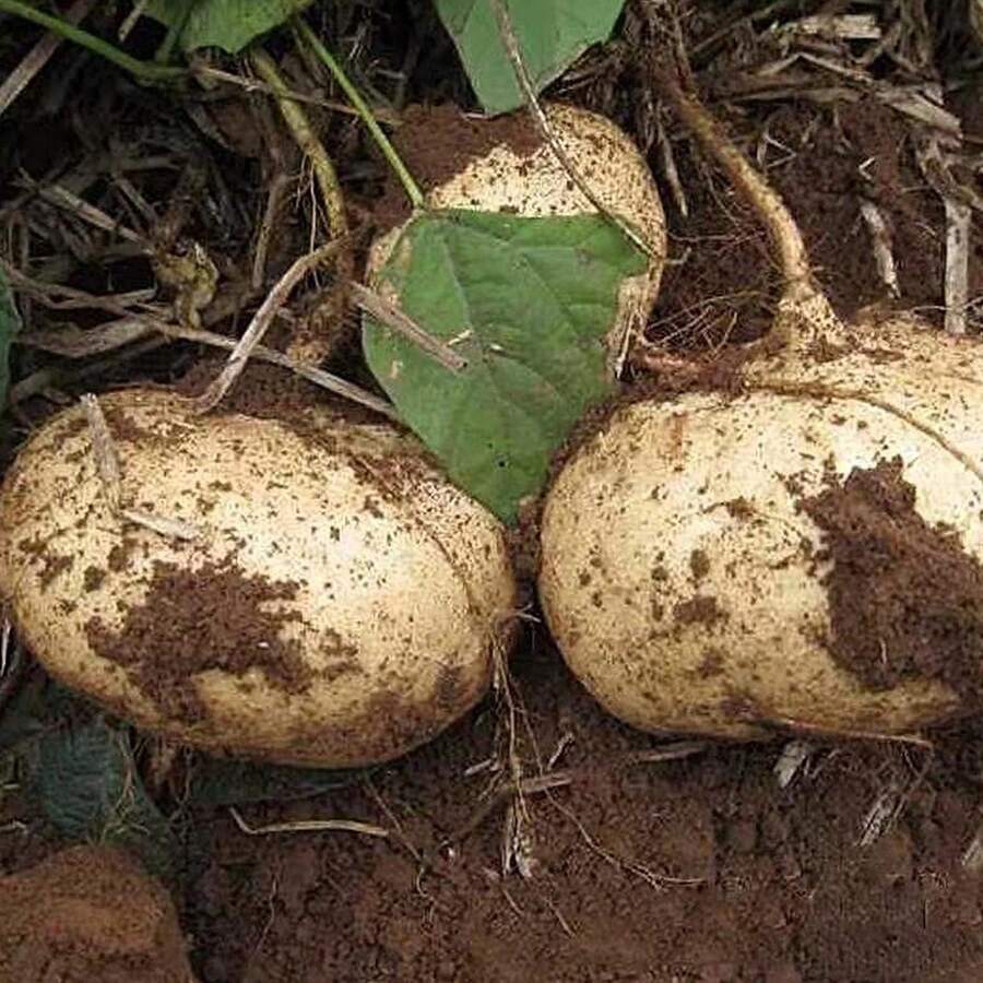 20Pcs Seeds Jicama Seeds Heirloom Mexican Yam Bean Non-GMO - Variant1 - View 1