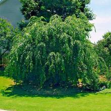 100 Pcs Seeds Japanese Weeping Cherry Blossom Tree Seeds - 100 Pcs - View 3