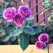 500pcs Purple Rose Seeds Easy To Grow Precious Beauty Shipped From New York USA