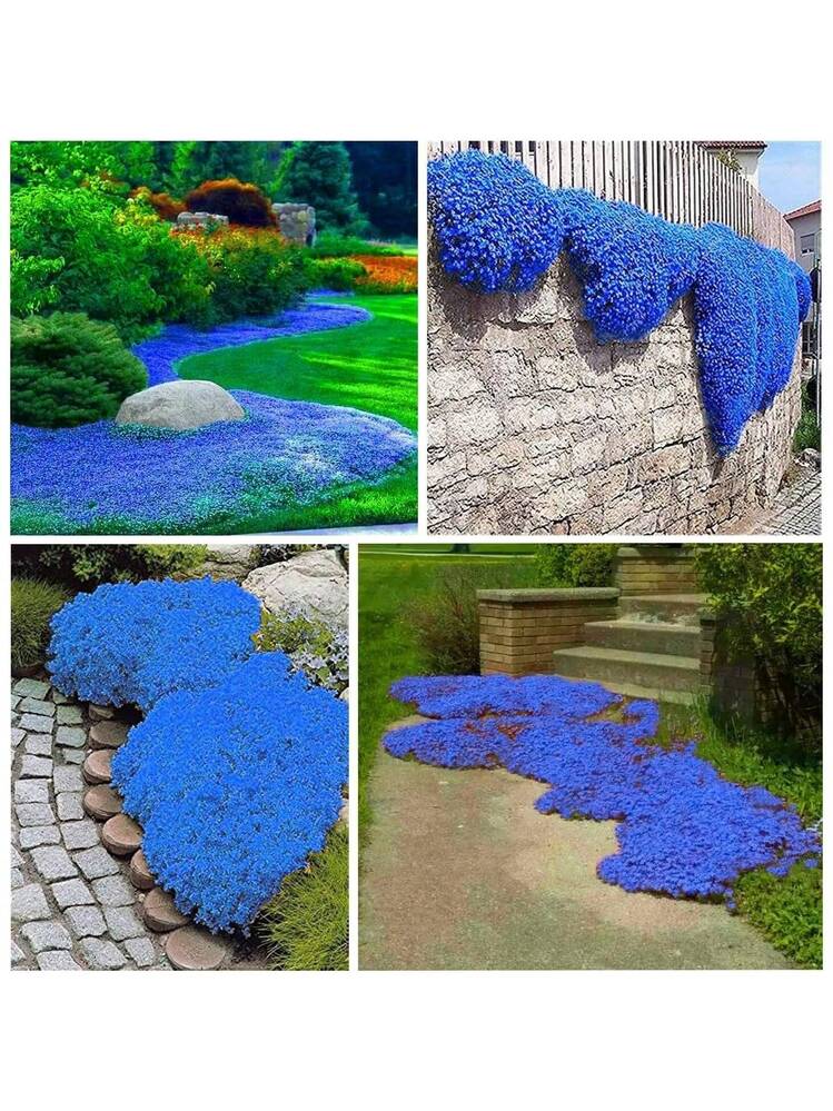 25000+ Semi Di Timo Strisciante Magico – Copertura Del Suolo Perenne Non OGM, Ideale Per Giardini, Pietre E Aiuole, Attira Farfalle