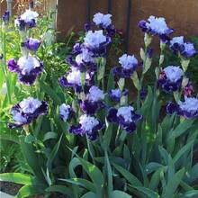 197 Pieces Iris Seeds For Planting Mixed High Beard Irises, Germanic Irises, End-Of-Season Iris Hybrid Flower Plant, Drought Resistant Flower Landscape Plant