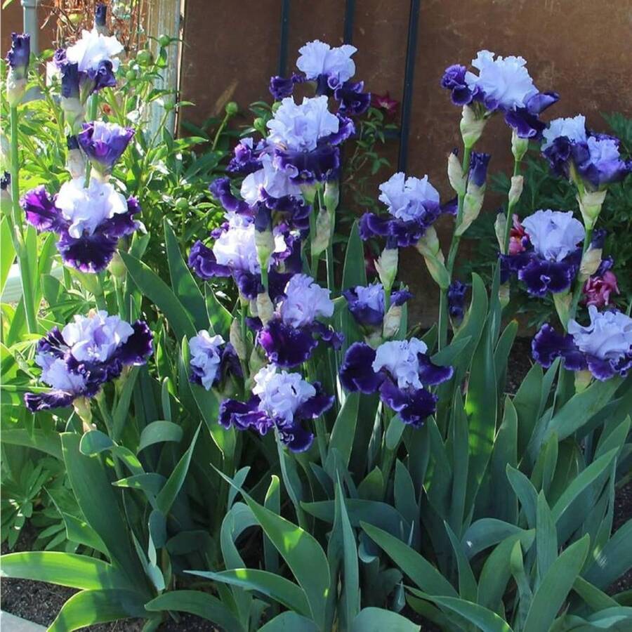 197 Pieces Iris Seeds For Planting Mixed High Beard Irises, Germanic Irises, End-Of-Season Iris Hybrid Flower Plant, Drought Resistant Flower Landscape Plant