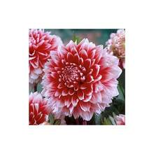 Various Shipping Costs, 100 Seeds RARE MIXTURE DAHLIA POMPON BULB SEEDS, 100 Seeds, DLH1-YH91 - The Leaves Are 1~3 Striped And Fully Praised, And The Lobes Are Oval Or Elongated Oval