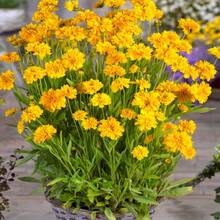 25 Coreopsis Early Sunrise Flower Seeds - Variant1 - View 1