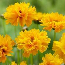 25 Coreopsis Early Sunrise Flower Seeds - Variant1 - View 2