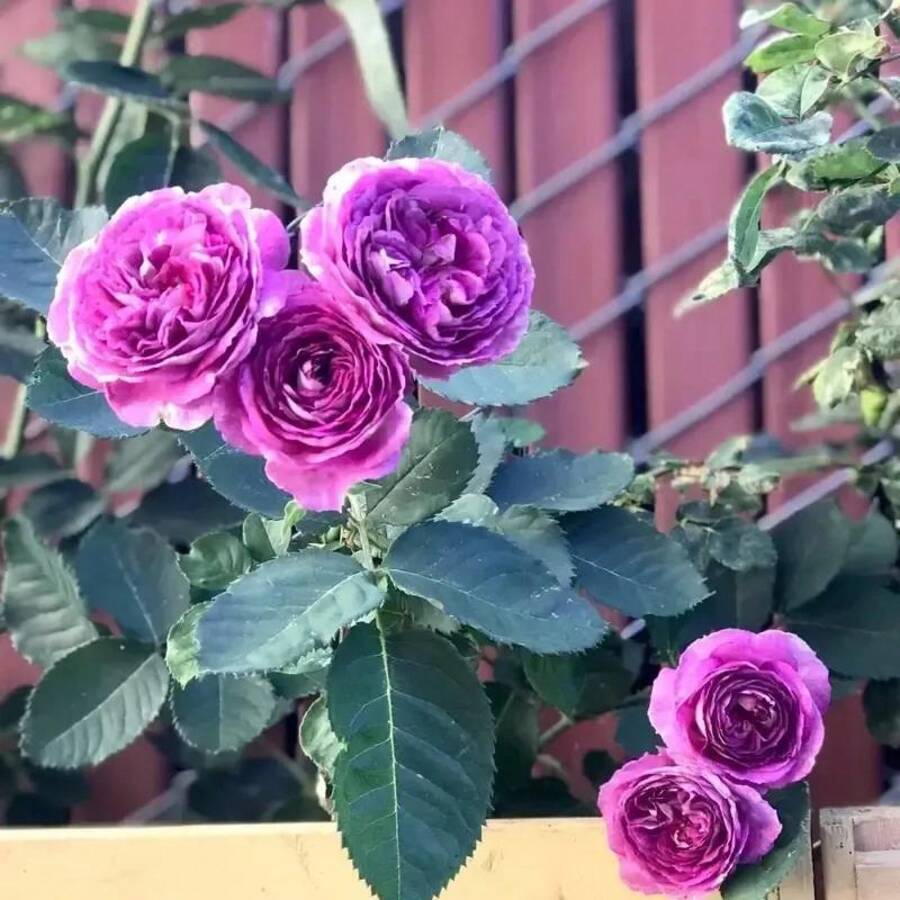 500pcs Purple Rose Seeds Easy To Grow Precious Beauty Shipped From New York USA