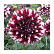 Various Shipping Costs, 100 Seeds RARE MIXTURE DAHLIA POMPON BULB SEEDS, 100 Seeds, DLH1-YH91 - The Leaves Are 1~3 Striped And Fully Praised, And The Lobes Are Oval Or Elongated Oval