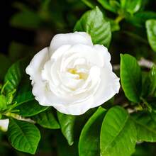 Gardenia Is Suitable For Planting In The Home Garden. White Fragrant Flowers And Shiny Green Leaves Attract Butterflies And Bees.