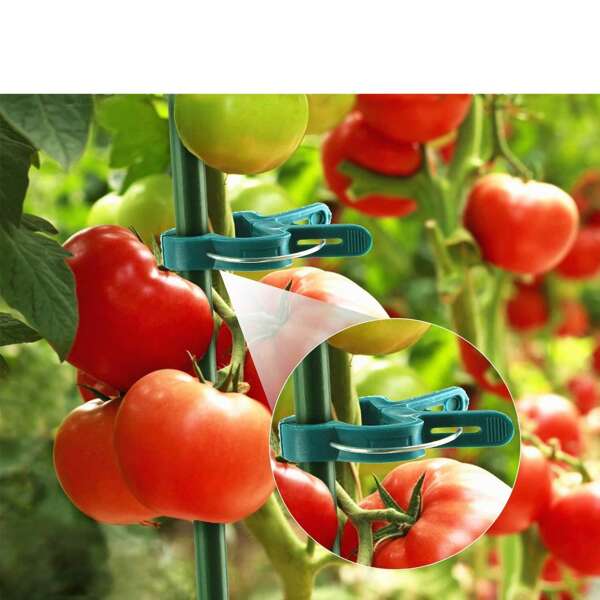 The 1/3/5-Piece Plant Fixing Clip Is A Garden Tool With A Firm Buckle, Is Full Of Elasticity, Is Not Easy To Fall Off, Is Simple To Operate, Saves Time And Labor, Greatly Improves The Efficiency Of Gardening And Farming, Is Used For Fixing Plants Or Vines, And Is Suitable For Flowers, Tomatoes, Potted Plants And The Like.